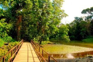 Áreas verdes: sua importância e parques em Fortaleza